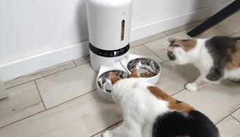 Petlibro PLAF006 Review — an Affordable Automatic Cat Feeder With Two Bowls