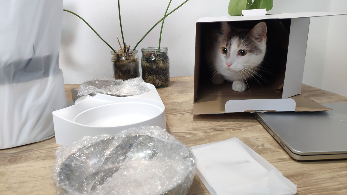 My cat helps to unbox the package and inspects the new box